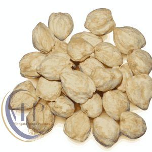 Candlenut Whole / Aleurites Moluccanus